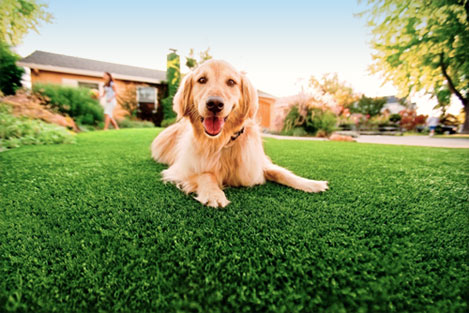 Will Pets Ruin Fake Grass? San Tan Valley Artificial Turf